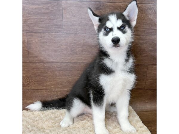 Siberian Husky DOG Male Black / White 2969 Petland Florence, Kentucky