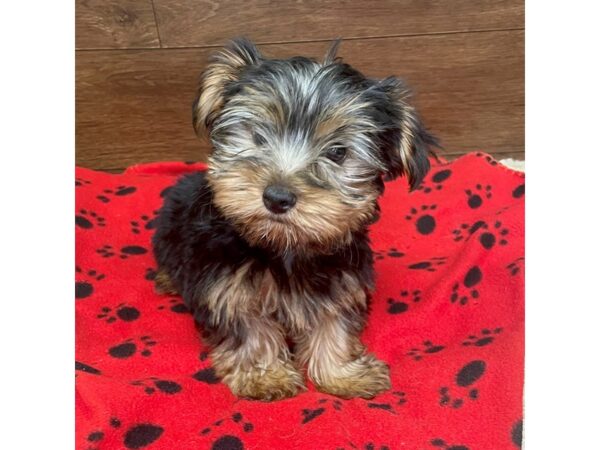 Yorkshire Terrier DOG Male Black / Tan 2988 Petland Florence, Kentucky