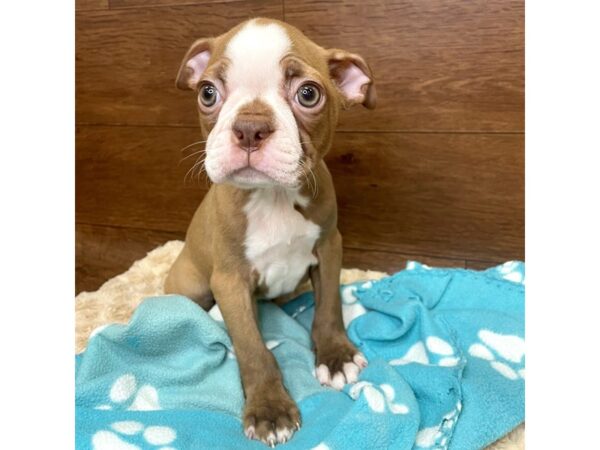 Boston Terrier DOG Male Seal / White 2987 Petland Florence, Kentucky