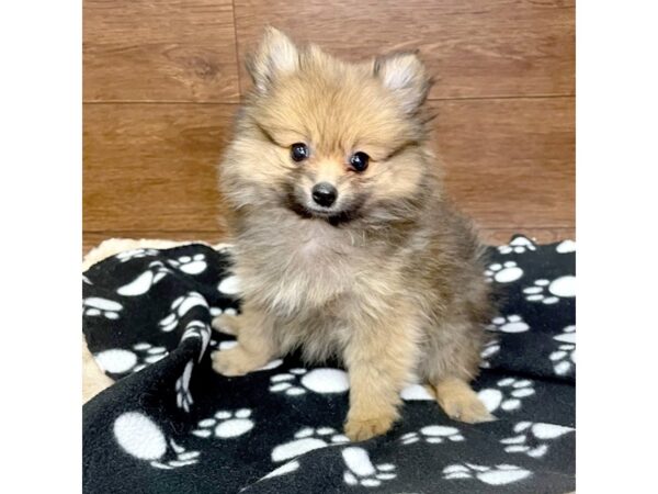 Pomeranian DOG Male Chocolate Sable 2986 Petland Florence, Kentucky