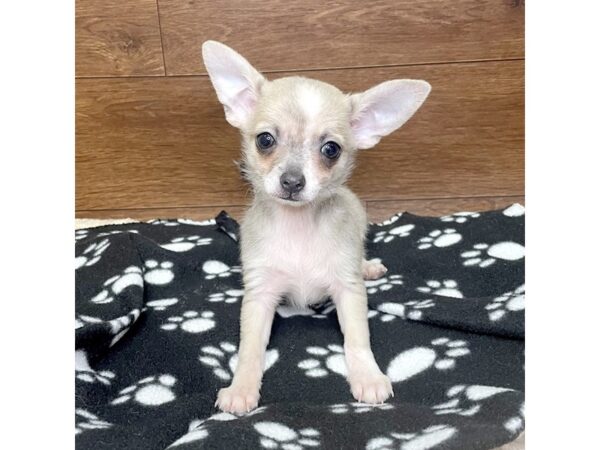 Chihuahua DOG Male Silver 2985 Petland Florence, Kentucky