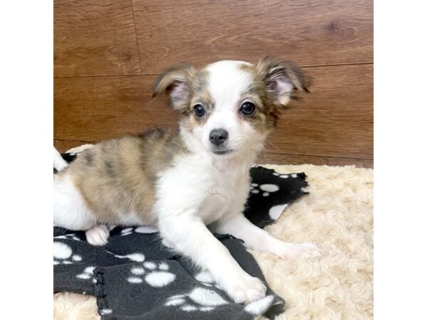 Chihuahua-DOG-Female-Brindle-2984-Petland Florence, Kentucky