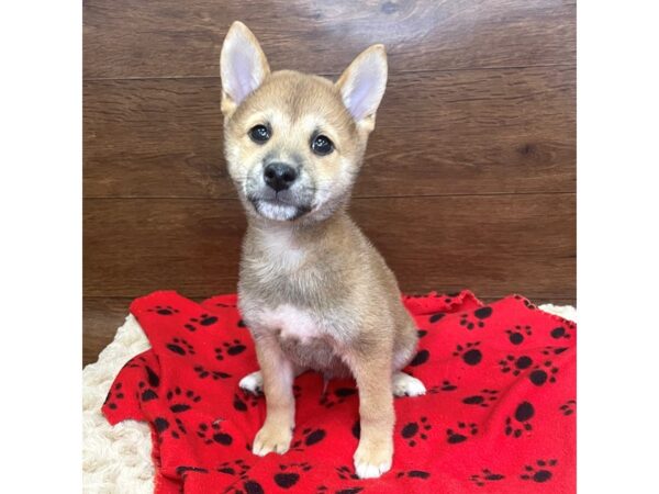 Shiba Inu-DOG-Male-Red-2983-Petland Florence, Kentucky