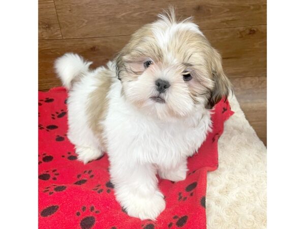 Shih Tzu DOG Female Gold / White 2982 Petland Florence, Kentucky