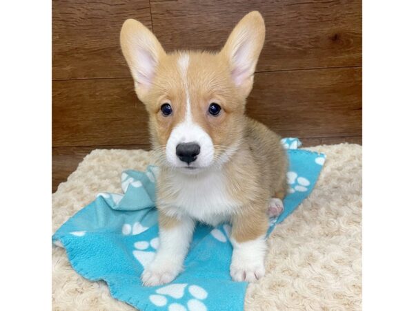 Pembroke Welsh Corgi DOG Male Sable / White 2981 Petland Florence, Kentucky