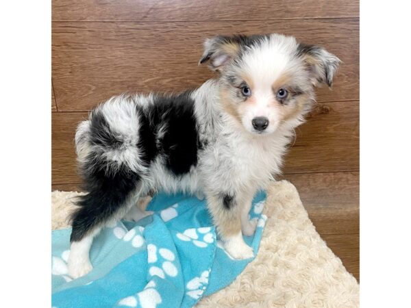 Miniature Australian Shepherd DOG Male Blue Merle 2980 Petland Florence, Kentucky