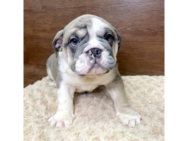 Bulldog DOG Male Blue Fawn 2979 Petland Florence, Kentucky