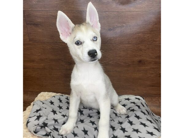 Siberian Husky DOG Male Gray / White 2978 Petland Florence, Kentucky