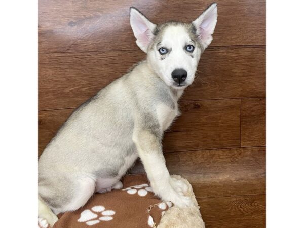 Siberian Husky DOG Male Gray / White 2977 Petland Florence, Kentucky