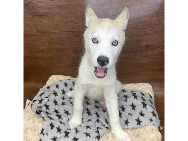 Siberian Husky DOG Female Agouti / White 2976 Petland Florence, Kentucky