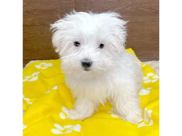 Maltese DOG Male White 2962 Petland Florence, Kentucky