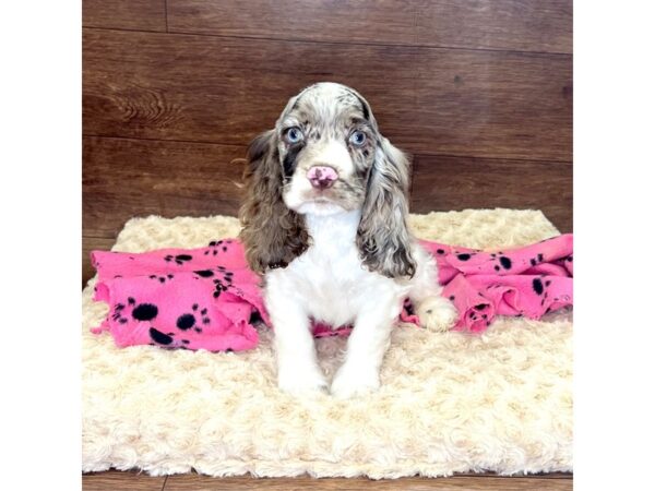 Cocker Spaniel-DOG-Male-Brown / White-2942-Petland Florence, Kentucky