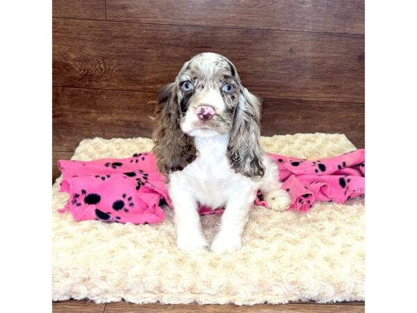 Cocker Spaniel Puppy Buff & White ID:8625 Located at Petland San Antonio, TX