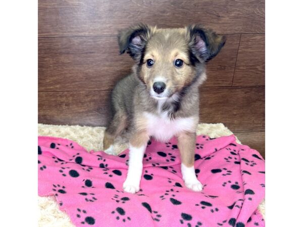 Shetland Sheepdog-DOG-Female-Sable / White-2958-Petland Florence, Kentucky