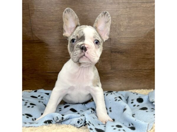 Frenchton DOG Male Blue Merle/White 2997 Petland Florence, Kentucky