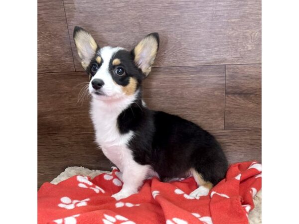 Pembroke Welsh Corgi-DOG-Female-Black and White-2973-Petland Florence, Kentucky
