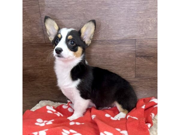 Pembroke Welsh Corgi DOG Female Black and White 2973 Petland Florence, Kentucky