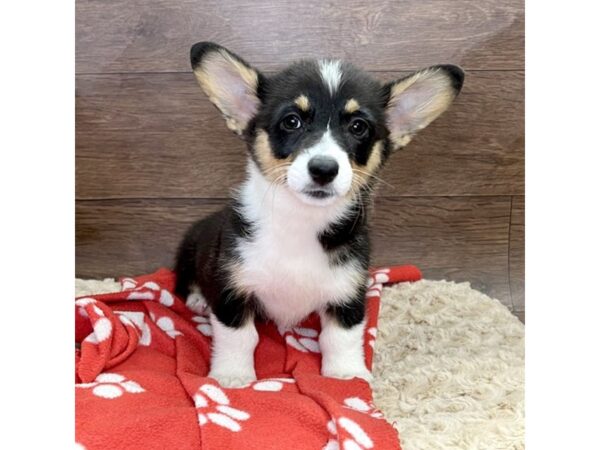 Pembroke Welsh Corgi DOG Female Black and White 2972 Petland Florence, Kentucky