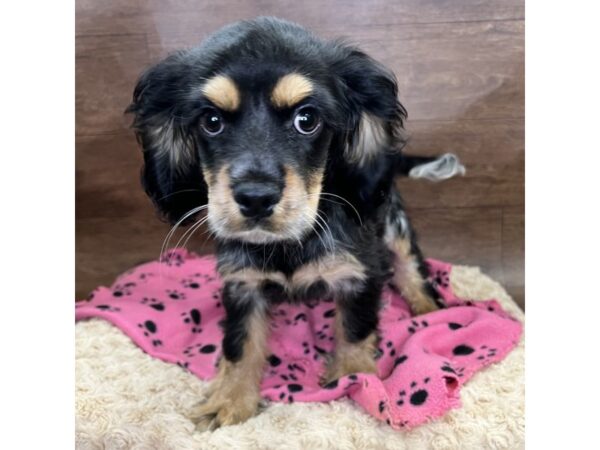 Cockalier-DOG-Female-Blue Merle-2965-Petland Florence, Kentucky