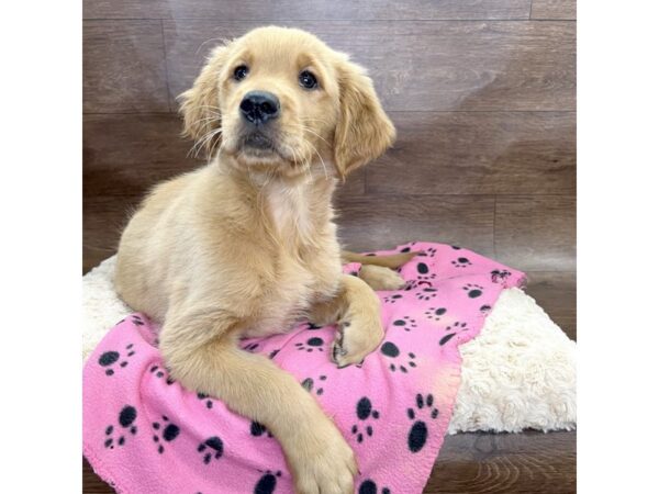 Golden Retriever DOG Female Golden 2975 Petland Florence, Kentucky