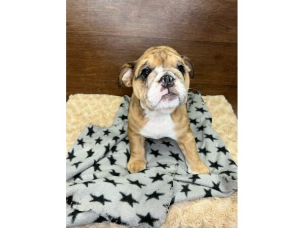 Bulldog-DOG-Female-Fawn Merle-3004-Petland Florence, Kentucky