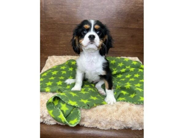 Cavalier King Charles Spaniel DOG Male Black White / Tan 3012 Petland Florence, Kentucky