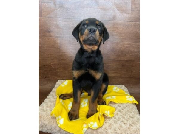 Rottweiler DOG Male Black / Rust 3005 Petland Florence, Kentucky