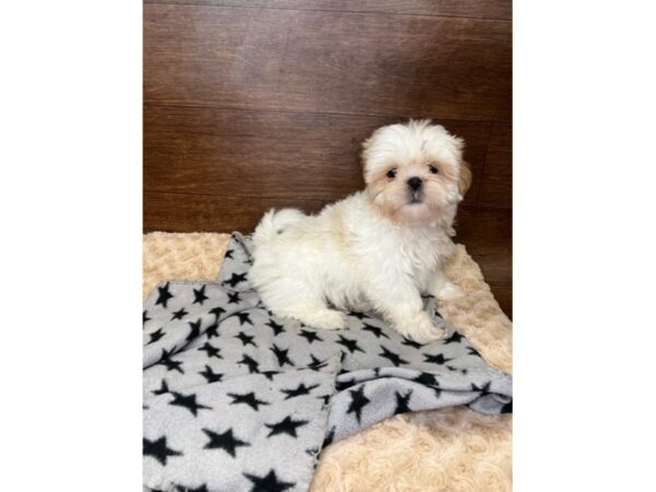 Shih Tzu DOG Female Cream / White 3010 Petland Florence, Kentucky