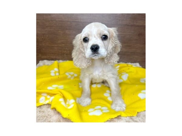 Cocker Spaniel DOG Female Buff / White 3021 Petland Florence, Kentucky