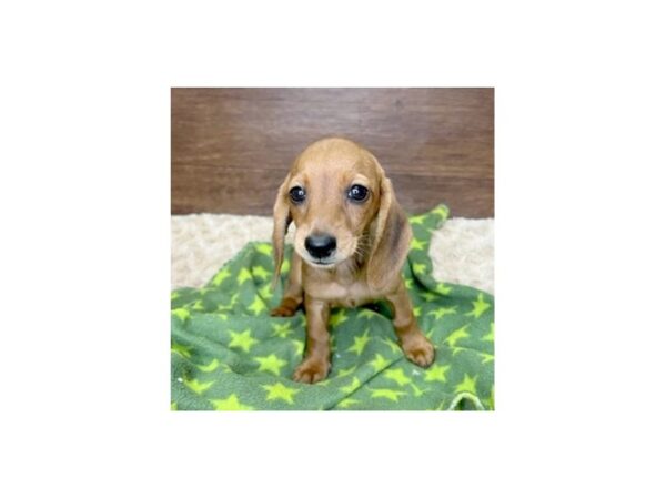 Dachshund DOG Female Dark Red 3020 Petland Florence, Kentucky