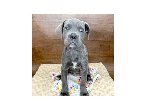 Cane Corso DOG Female Blue Brindle 3017 Petland Florence, Kentucky