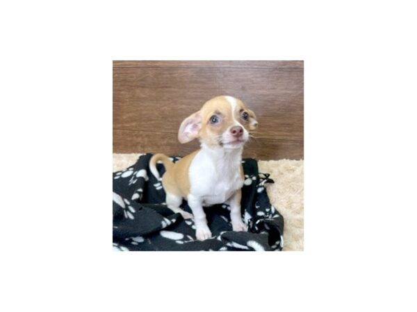 Chihuahua-DOG-Female-Brown / White-3014-Petland Florence, Kentucky