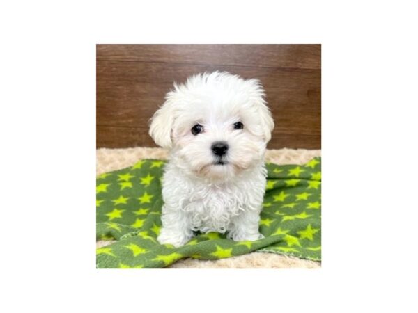 Maltese DOG Male White 3011 Petland Florence, Kentucky