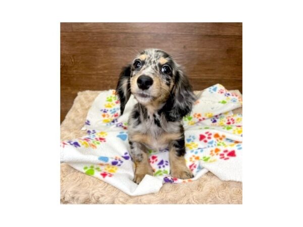 Dachshund-DOG-Male-Black / Tan-3009-Petland Florence, Kentucky