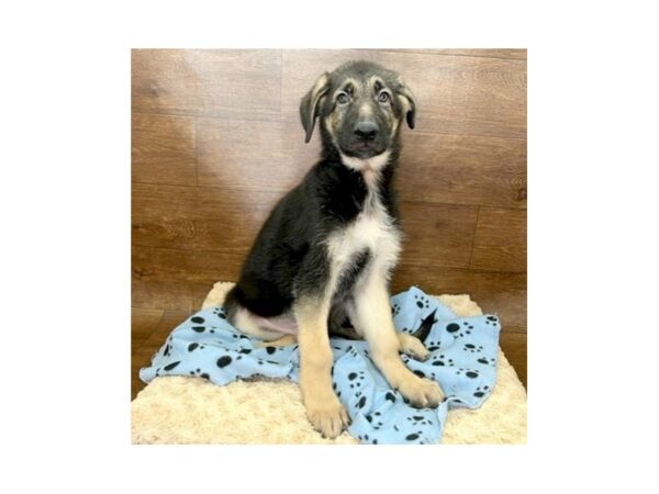 German Shepherd Dog DOG Male Black / Tan 3008 Petland Florence, Kentucky