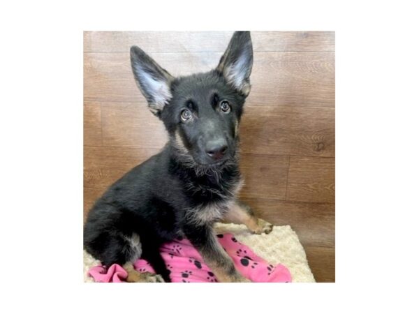 German Shepherd Dog-DOG-Female-Black / Tan-3007-Petland Florence, Kentucky