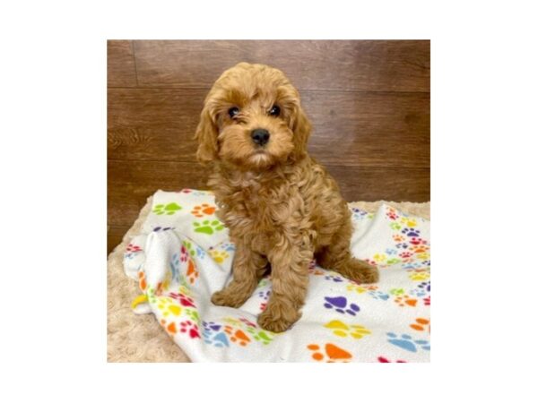 Cavapoo-DOG-Male-Red-3002-Petland Florence, Kentucky