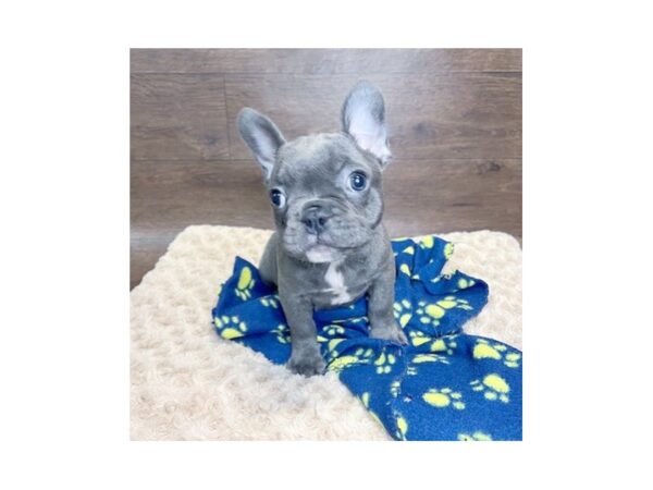 French Bulldog-DOG-Female-Blue Brindle-3022-Petland Florence, Kentucky