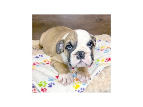 Bulldog DOG Male Fawn / White 3023 Petland Florence, Kentucky