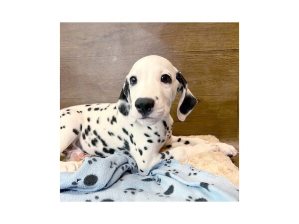 Dalmatian-DOG-Male-Black / White-3030-Petland Florence, Kentucky