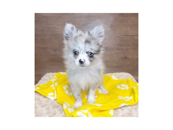 Pomeranian DOG Male Blue Merle 3025 Petland Florence, Kentucky