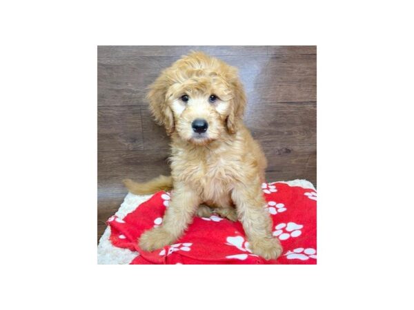 Goldendoodle-DOG-Female-Red-3040-Petland Florence, Kentucky