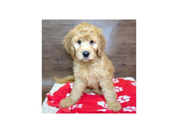 Goldendoodle DOG Female Red 3040 Petland Florence, Kentucky