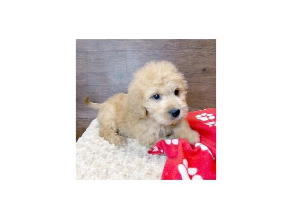 Goldendoodle DOG Male Red 3039 Petland Florence, Kentucky