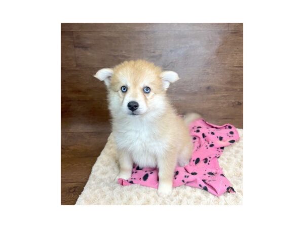 Pomsky DOG Female Sable 3037 Petland Florence, Kentucky