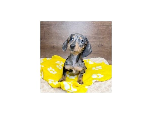 Dachshund DOG Female Black / Tan 3036 Petland Florence, Kentucky