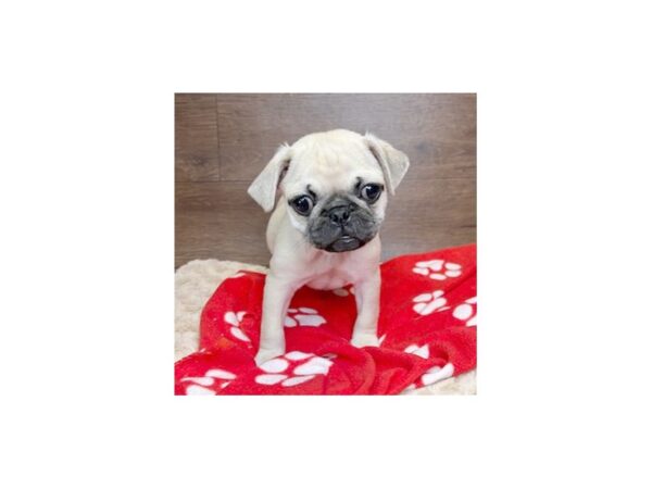 Pug DOG Male Fawn 3033 Petland Florence, Kentucky