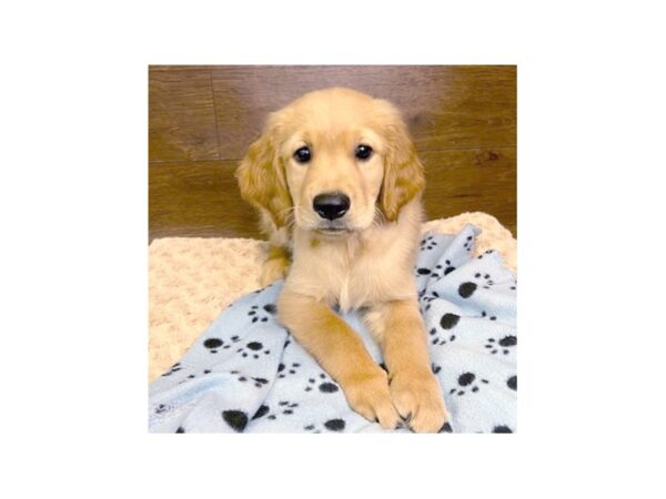 Golden Retriever-DOG-Female-Golden-3032-Petland Florence, Kentucky