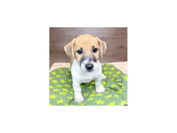 Jack Russell Terrier DOG Male Brown / White 3031 Petland Florence, Kentucky