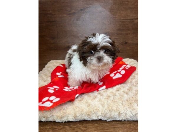 Shih Tzu DOG Female Brown / White 3028 Petland Florence, Kentucky